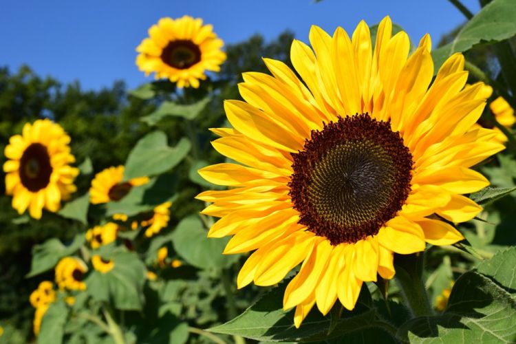 Tips Mudah Menanam Bunga Matahari Langsung Dari Biji