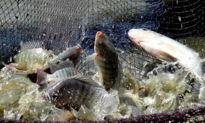 Cara Budidaya Ikan Nila Mudah Hasil Melimpah di Kolam Terpal