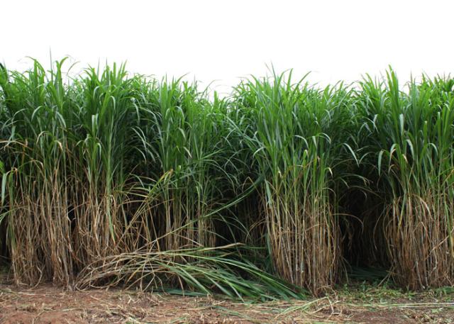 Potensi Rumput King Grass Meningkatkan Hasil Ternak dan Memenuhi Kebutuhan Pakan